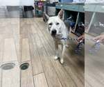 Small Siberian Husky Mix
