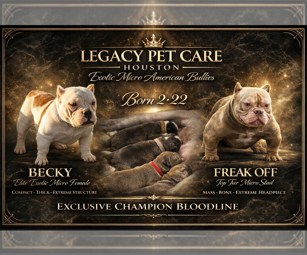 Medium Photo #1 American Bully Puppy For Sale in HOUSTON, TX, USA