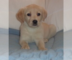Labrador Retriever Puppy for sale in CALIENTE, CA, USA