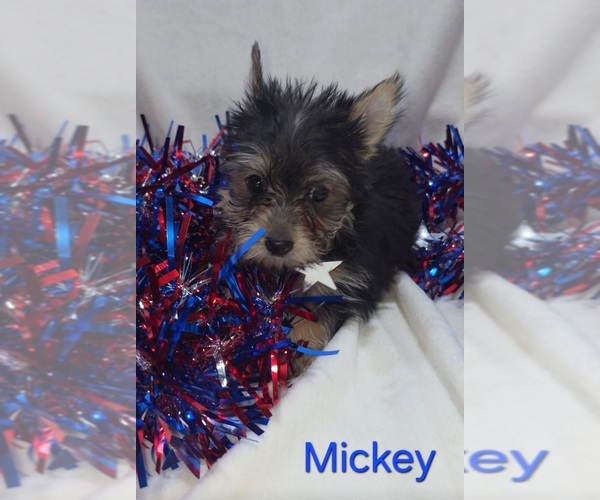 Medium Photo #2 Yorkshire Terrier Puppy For Sale in AZLE, TX, USA
