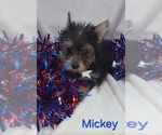 Small #1 Yorkshire Terrier