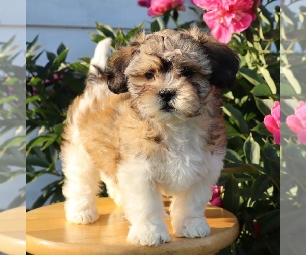 Medium Photo #5 Zuchon Puppy For Sale in THORP, WI, USA