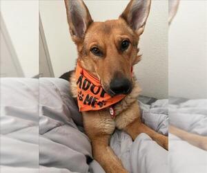 *ESSEK - Male German Shepherd Dog-Unknown Mix Dog for Adoption - Photo #2