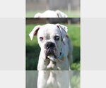 Small #3 Boxer