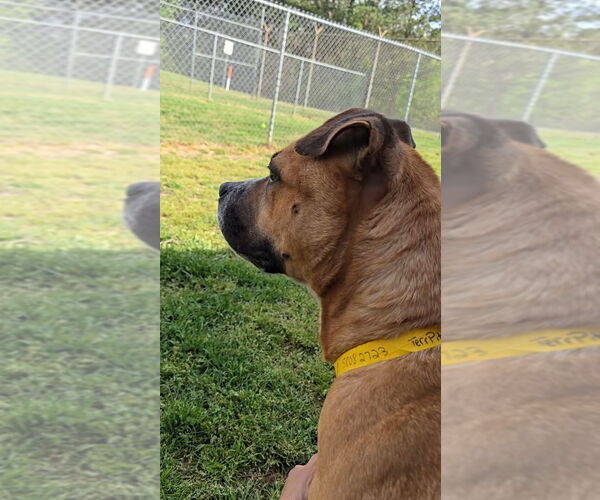 Medium Photo #4 American Pit Bull Terrier Puppy For Sale in Hillsboro, NH, USA