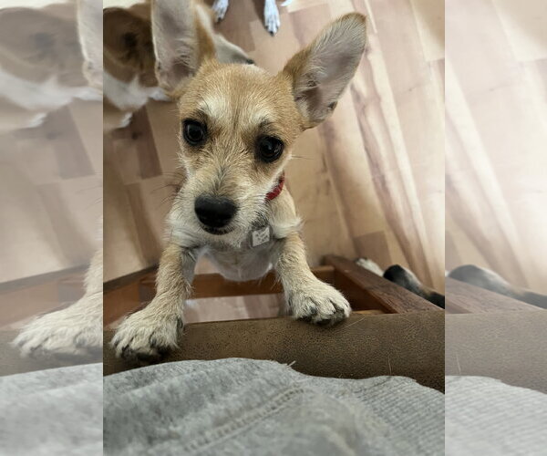 Medium Photo #4 Chihuahua-Unknown Mix Puppy For Sale in Denver , CO, USA