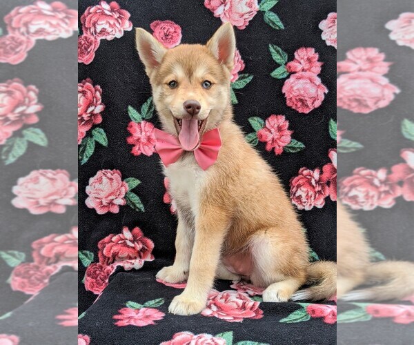 Medium Photo #4 Pomsky Puppy For Sale in QUARRYVILLE, PA, USA