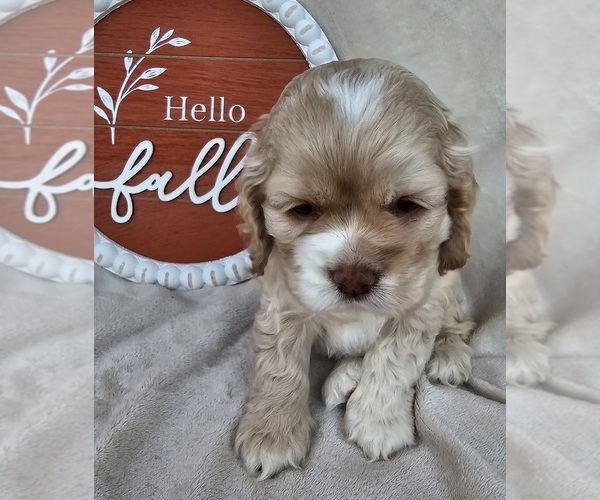 Medium Photo #3 Cocker Spaniel Puppy For Sale in MIDDLEBURY, IN, USA