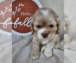 Small Photo #3 Cocker Spaniel Puppy For Sale in MIDDLEBURY, IN, USA