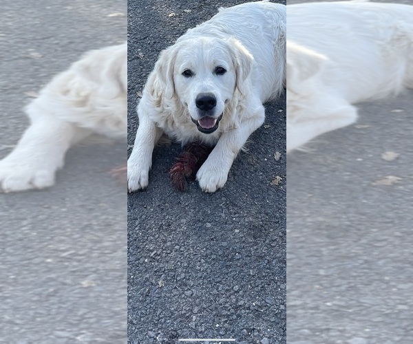 Medium Photo #11 Goldendoodle Puppy For Sale in COULTERVILLE, CA, USA