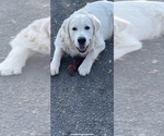 Small #10 Goldendoodle
