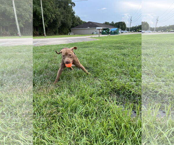 Medium Photo #15 American Pit Bull Terrier-Labrador Retriever Mix Puppy For Sale in Oakhurst, NJ, USA