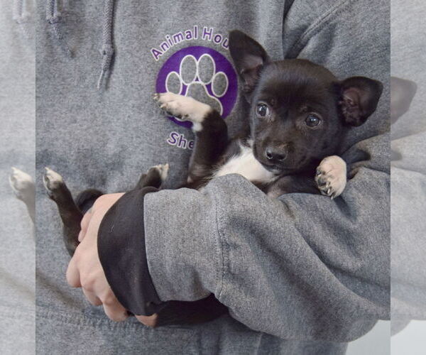 Medium Photo #4 Chipin Puppy For Sale in Huntley, IL, USA