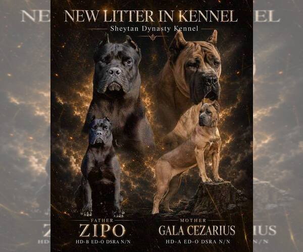 Medium Photo #1 Cane Corso Puppy For Sale in Sabac, Central Serbia, Serbia
