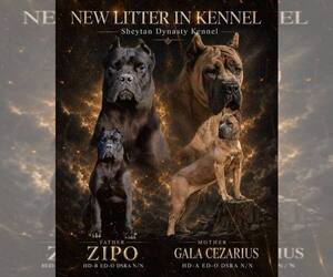 Cane Corso Puppy for sale in Sabac, Central Serbia, Serbia