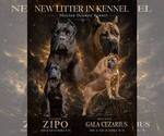 Small Cane Corso