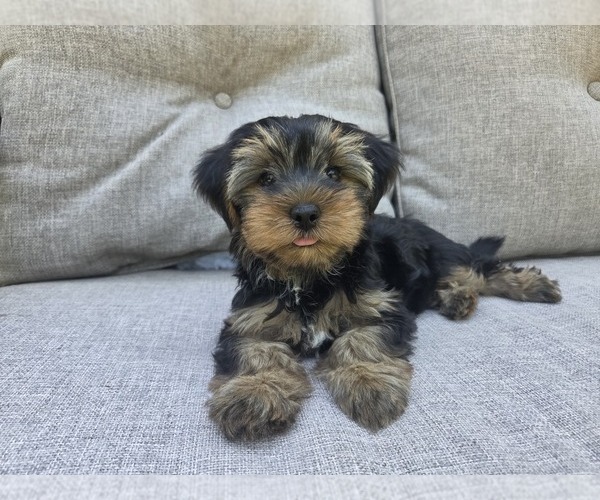 Medium Photo #13 Yorkshire Terrier Puppy For Sale in RHOADESVILLE, VA, USA