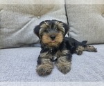 Small #12 Yorkshire Terrier