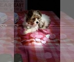Small Photo #1 Yorkshire Terrier Puppy For Sale in FORT WORTH, TX, USA