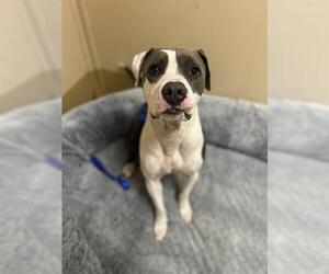 Mutt Dogs for adoption in Chula Vista, CA, USA