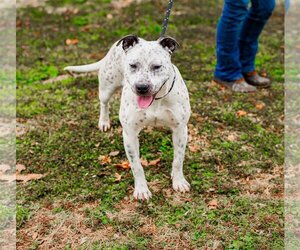 American Staffordshire Terrier-Unknown Mix Dogs for adoption in Sparta, TN, USA