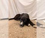 Small #1 Mutt