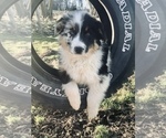 Small Photo #1 Australian Shepherd Puppy For Sale in HILLSBORO, WI, USA