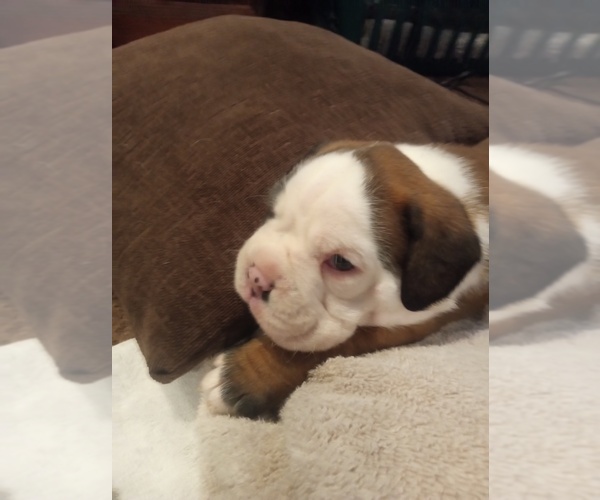 Medium Photo #2 Boxer Puppy For Sale in LIVERMORE, CA, USA