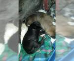 Small Photo #60 Great Dane Puppy For Sale in HOWARD CITY, MI, USA