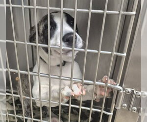 Mutt Dogs for adoption in Decatur, IL, USA