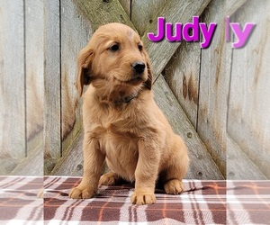 Golden Retriever Puppy for sale in FREMONT, MI, USA