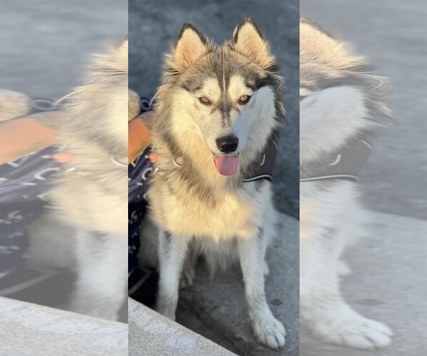 Medium Photo #13 Border Collie-Huskies  Mix Puppy For Sale in Dana Point, CA, USA