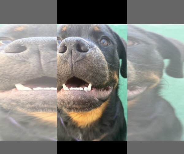 Medium Photo #5 Rottweiler Puppy For Sale in Mooresville, NC, USA