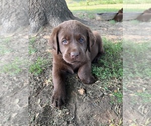 Labrador Retriever Puppy for Sale in PLEASANT HOPE, Missouri USA
