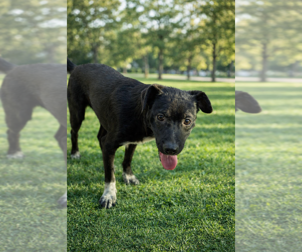 Medium Photo #9 Labrador Retriever Puppy For Sale in San Diego, CA, USA
