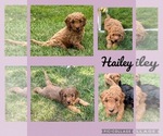Puppy Hailey Goldendoodle (Miniature)