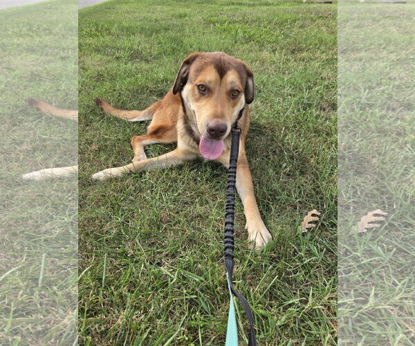 Medium Photo #7 Labrottie Puppy For Sale in Rustburg, VA, USA
