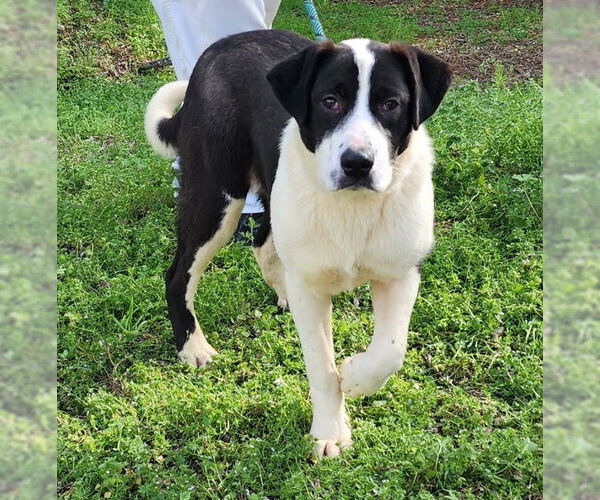 Medium Photo #7 Labrenees Puppy For Sale in Wetumpka, AL, USA