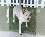 Small Australian Cattle Dog