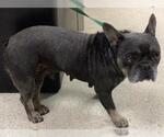 Small French Bulldog