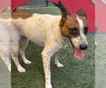 Small #2 Australian Shepherd-Red Heeler Mix