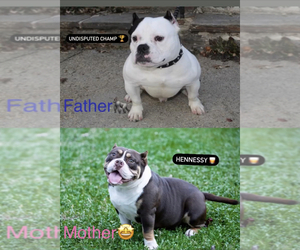 Mother of the American Bully puppies born on 12/06/2022
