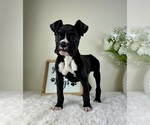 Small #4 Boxer