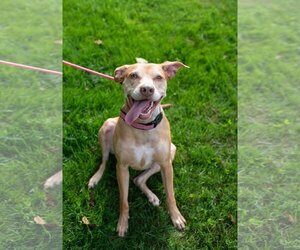 Unknown-Vizsla Mix Dogs for adoption in Arlington, VA, USA