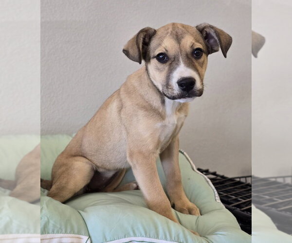 Medium Photo #11 German Shepherd Dog-Unknown Mix Puppy For Sale in Lakewood, CO, USA