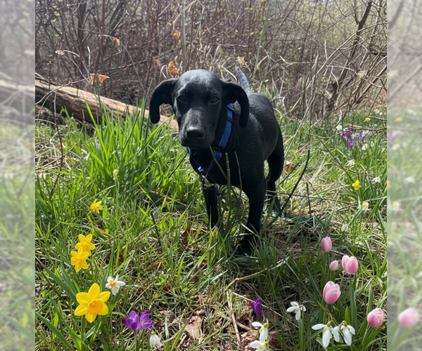 Medium Photo #1 German Shepherd Dog-Unknown Mix Puppy For Sale in MIDWAY, UT, USA