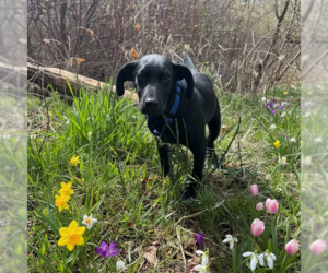 German Shepherd Dog-Unknown Mix Dogs for adoption in MIDWAY, UT, USA