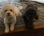 Small #6 Havanese-Poodle (Toy) Mix