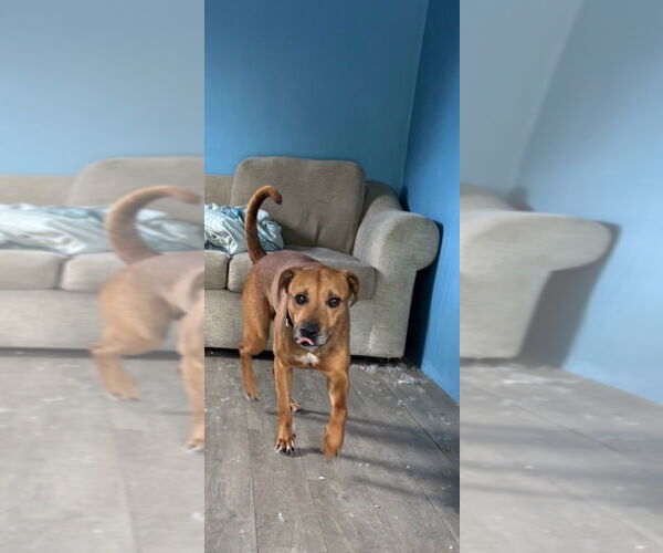 Medium Photo #8 Mutt Puppy For Sale in Elmsford, NY, USA