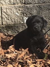Labrador Retriever Puppy for sale in EAST LEXINGTON, VA, USA